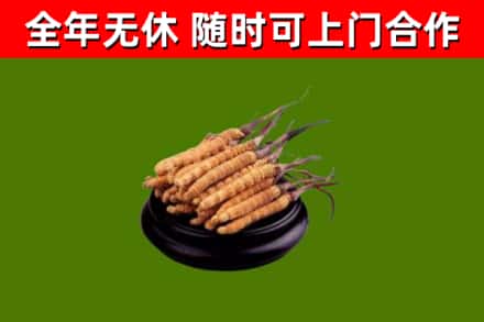 穆棱市回收冬虫夏草