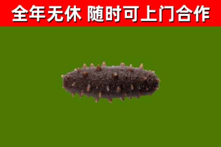 穆棱市回收海参干